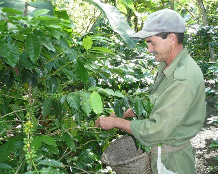 Producción de café en zona montañosa de Villa Clara, Plan turquino