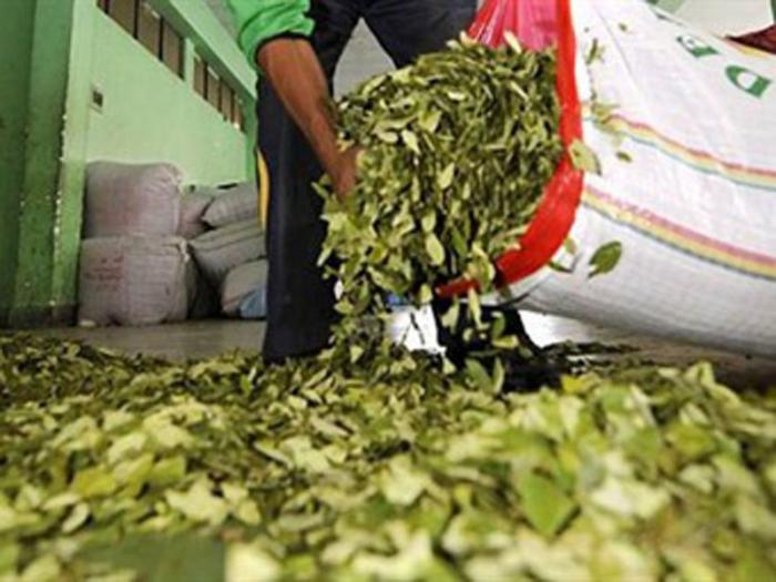 campesinos cultivando coca