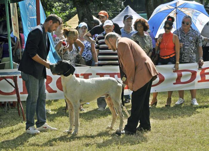 Competencia canina en el Parque Metropolitano
