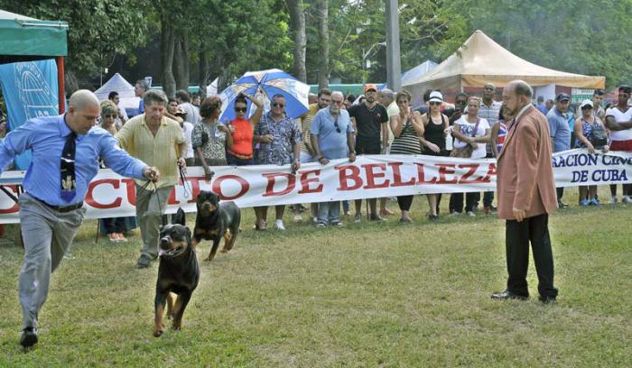 Competencia canina en el Parque Metropolitano