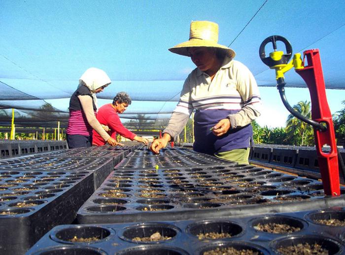 sector forestal y agrícola, deviene el montaje, inauguración y primeros
pasos de un moderno vivero tecnificado, 
