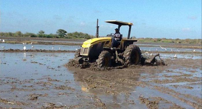 Preparación de un campo para la siembra de arroz.