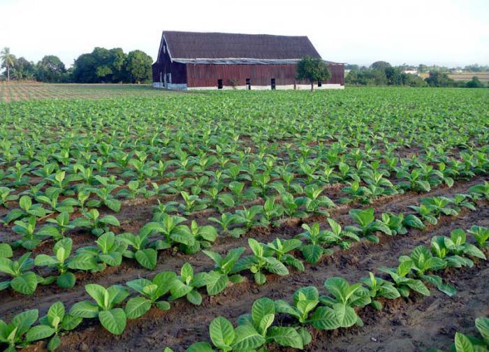 Siembra de tabaco en Pinar del Río
