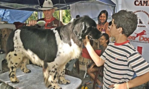 Finalizó Exposición canina Circuito de Otoño