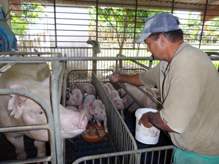 La experiencia de Placetas en la producción porcina