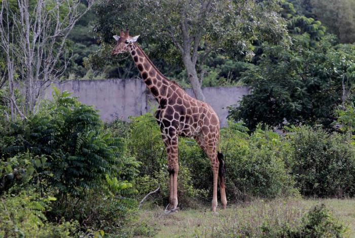 Visitan Parque Zoologico Nacional Delegados a la Cumbre Caricom Cuba. Foto: Ismael Francisco/Cubadebate.