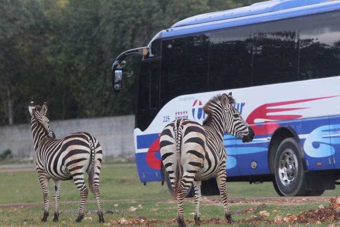 Visitan Parque Zoologico Nacional Delegados a la Cumbre Caricom Cuba. Foto: Ismael Francisco/Cubadebate.