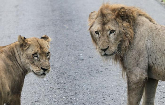 Visitan Parque Zoologico Nacional Delegados a la Cumbre Caricom Cuba. Foto: Ismael Francisco/Cubadebate.