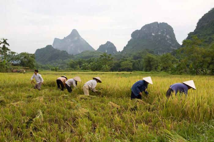 Vietnam es hoy uno de los principales exportadores de arroz. 