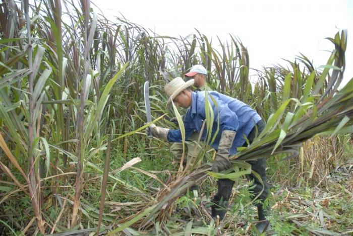 Arrancó la zafra en Villa Clara.