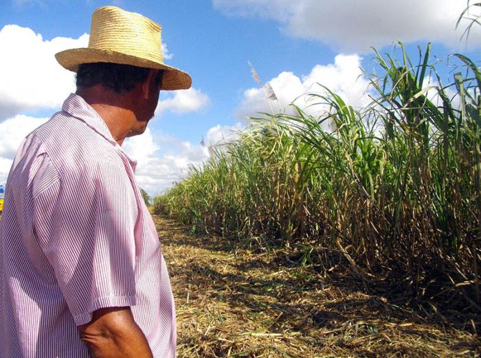 La perspectiva es incorporar todas las áreas de Diego Felipe a este sistema de siembra.