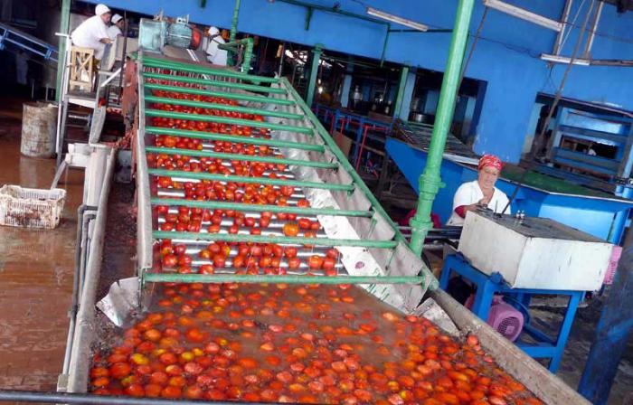 La industria pinareña pretende procesar 14 900 toneladas de tomate fresco, para elaborar a partir de ellas 5 124 toneladas de conservas. 
