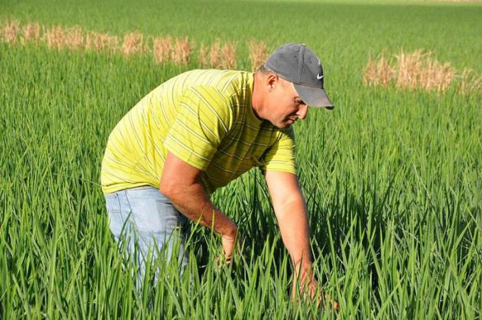productor de arroz en Cienfuegos