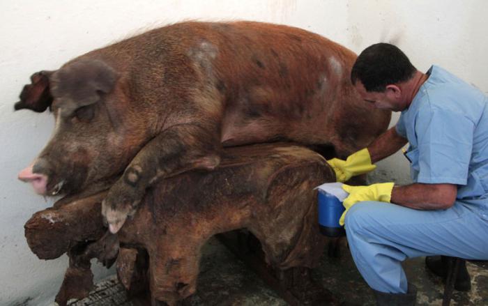 Instituto de investigaciones porcinas. Inseminación en cerdos. Laboratorio de procesamiento de semen.