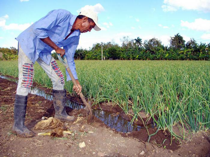 Sin renunciar a la ciencia, la agricultura de conservación busca un mejor uso, manejo y conservación del suelo y demás recursos naturales