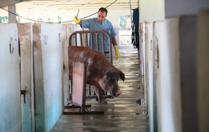 Instituto de investigaciones porcinas. Inseminación en cerdos. 