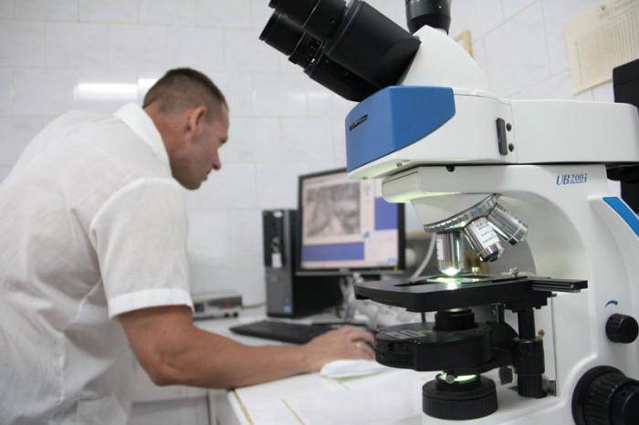 Instituto de investigaciones porcinas. Inseminación en cerdos. Laboratorio de procesamiento de semen.