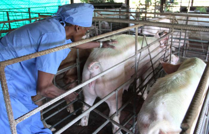 Instituto de investigaciones porcinas. Inseminación en cerda en celo.