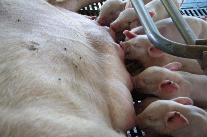Instituto de investigaciones porcinas. Inseminación en cerdos. Crias de puerca gestada por inseminación.