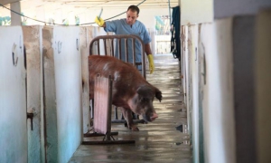 Inseminación artificial porcina