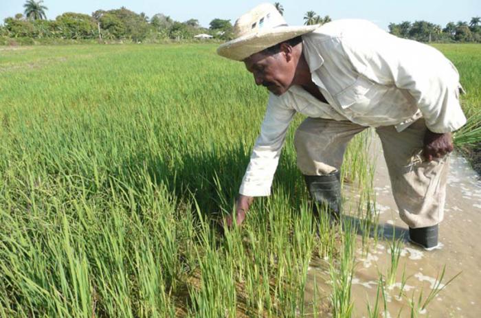 Félix Zayas Castillo está seguro que puede obtener rendimientos superiores a 6,8 toneladas por hectárea.