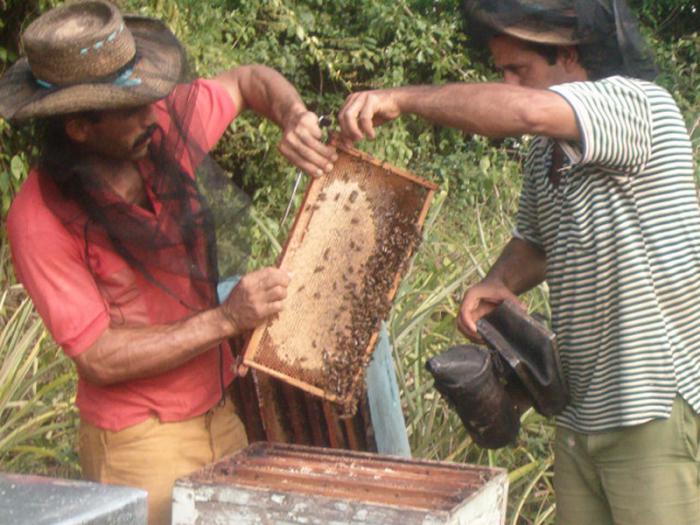 Apicultura en Matanzas