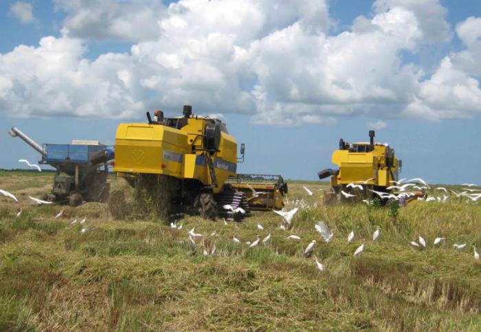De la adecuada organización de las campañas de siembra y cosecha en mucho depende el desempeño de las cooperativas dedicadas al cultivo del arroz.  