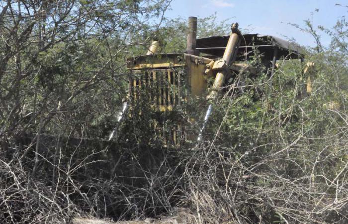 Baragua- Ciego de Avila,Wenceslao Licea Escalonay el marabu.
Mabu0012