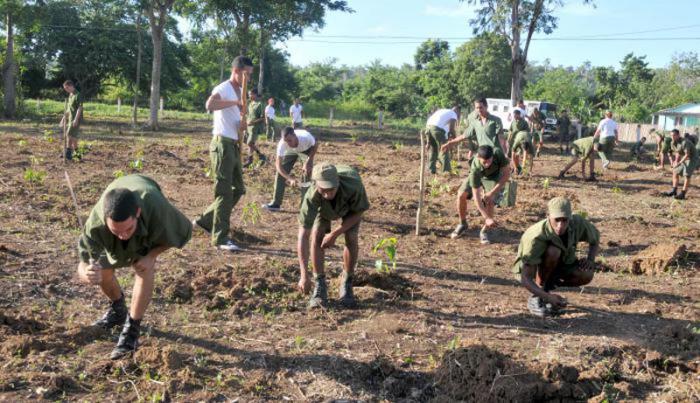 Caguairan-Siembra de arboles por el 89 cumpleaños del comandante jefe Fidel Castro Ruz por  soldados  de la FAR.