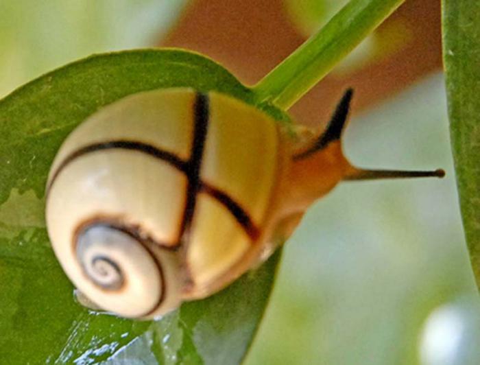 Caracol polomiitas