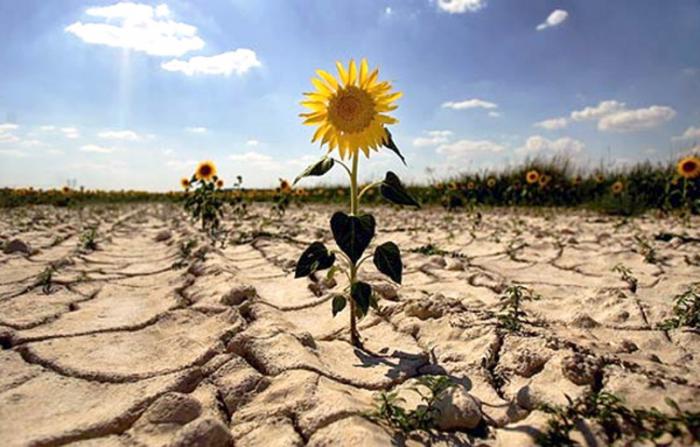 El calentamiento global debido al actual cambio climático provocado por el hombre disminuirá la proporción de tierra muy fértil y el número de cosechas al año, indican científicos de la Universidad Ludwig-Maximilian en Münich. Sequia. Girasoles
