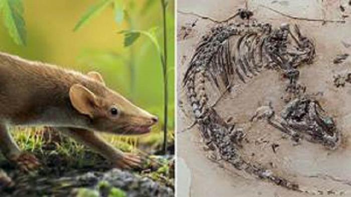 Paleontólogos descubrieron los restos fósiles de una especie -hasta ahora desconocida- que habría vivido hace 120 millones de años