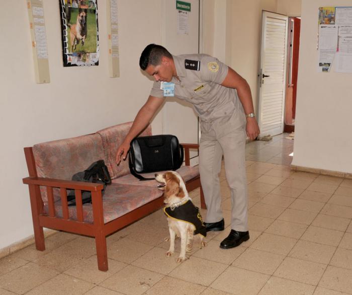 Técnica canina aduanera de Cuba.