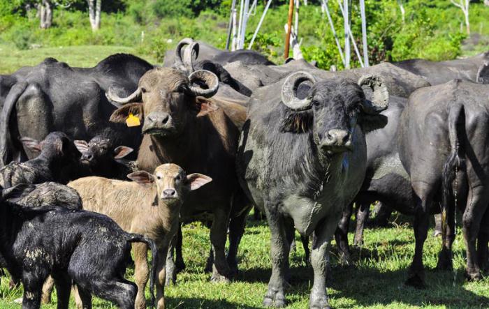 La empresa pecuaria El Cangre posee más de 7 000 ejemplares de esta especie. 