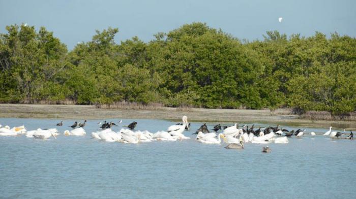 La Ciénaga de Zapata.