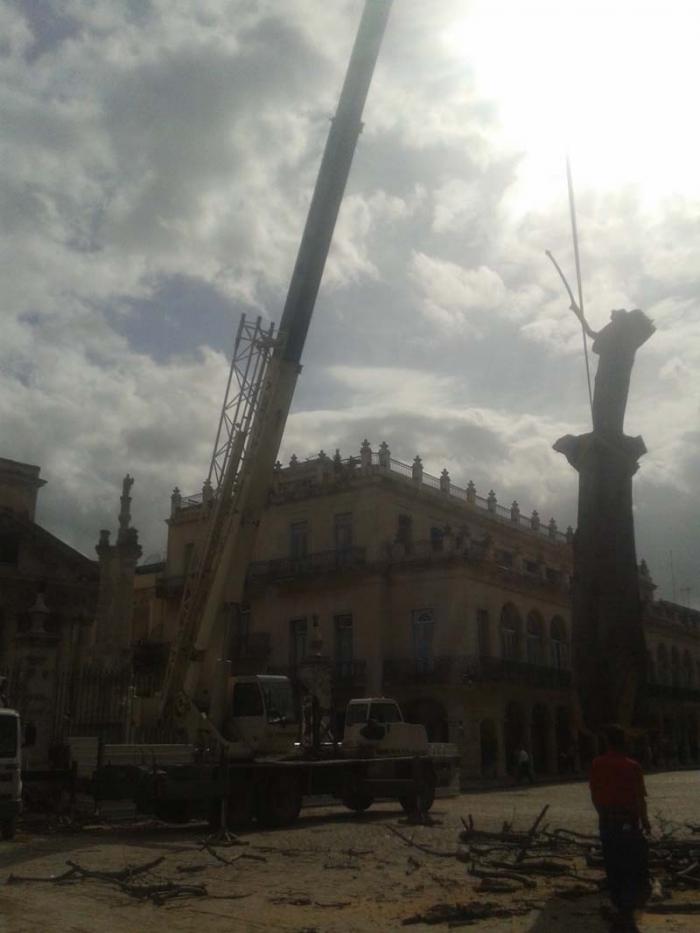 ceiba de La Habana