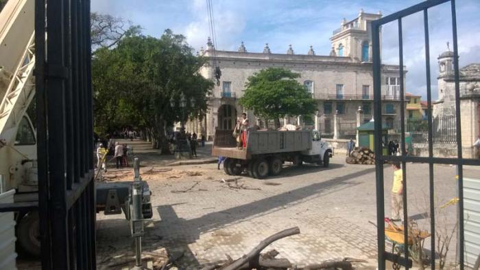 ceiba de La Habana