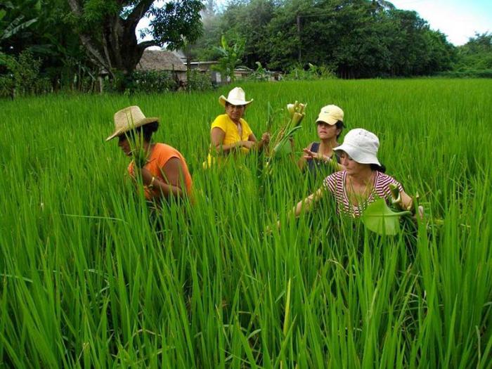 Campesinas y directivas de la CCS Pedro Filgueiras del municipio cienfueguero de Aguada de Pasajeros. en una plantacion de arroz.