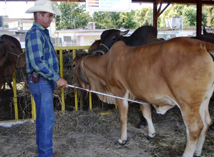 Nobleza es la res que más quiere Miguel Ángel Milián, porque la vio nacer.
