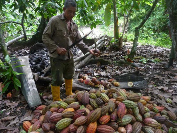 La estabilidad caracteriza a las últimas zafras de cacao en Baracoa.