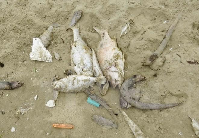 muertes de peces en Vietnam