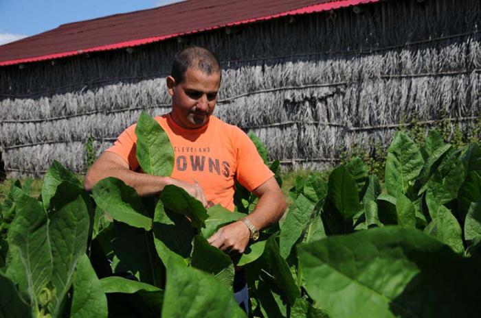 Vegas de tabaco en Sancti Spíritus
