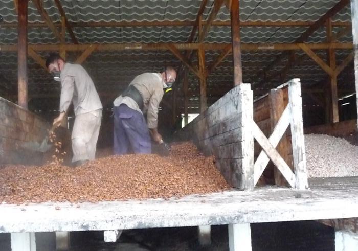 industria del cacao