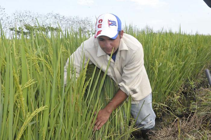 Orelvis, del servicio militar a la producción de alimentos