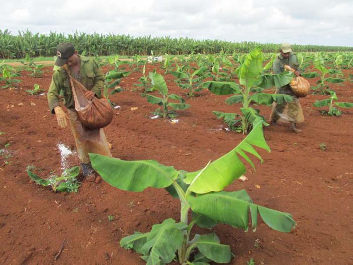 Yordani y Yusnai fertilizan las primeras de las 40 hectáreas bajo riego por goteo. 