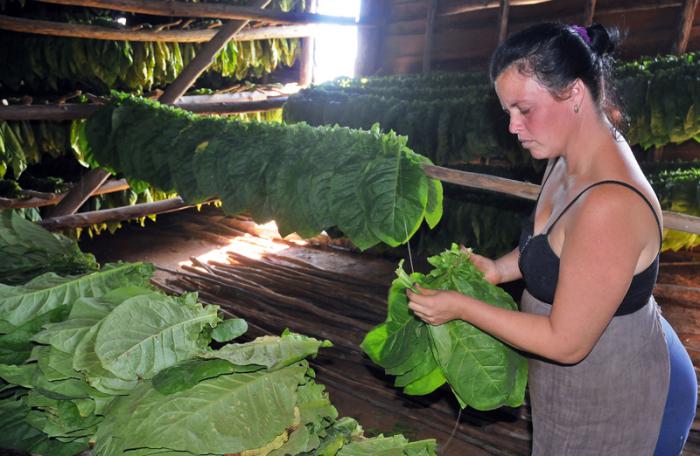 Los productores cosecharon ya 24.5 millones de cujes de tabaco.