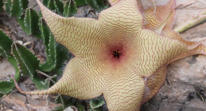 Uno de los ejemplares que se muestran en la zona de África, las estapelias. Sus flores son en forma de estrella y son polinizadas por moscas.