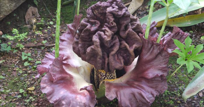 La naturaleza siempre logra sorprendernos. Ni mariposas, ni perfume embriagador acompañan a la flor cadáver (Amorphophallus campanulatus). Más bien un olor fétido y un aspecto de carne podrida son sus cartas de presentación.