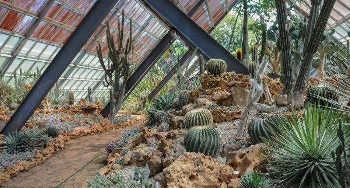 En los cactus las hojas se han transformado en espinas para evitar la pérdida de agua, adaptaciones que en el proceso evolutivo sufrieron estas plantas para poder vivir en condiciones extremas. El pabellón que reúne ejemplares de lugares desérticos y semidesérticos tiene varios exponentes de cartáceas originarias de México y de Cuba. Como dato curioso, en nuestra visita conocimos que la familia de los cactus es endémica de América. 