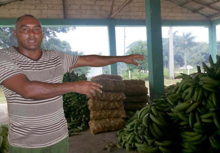 Los campesinos se sienten estimulados, porque entregan sus producciones y las cobran al momento, explica Alexis. 